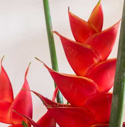 Moorea Reef Bungalows Fleur